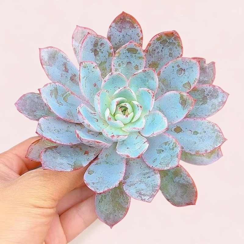 单头赫拉2颗处理 小谢多肉植物庭院空气耐旱上盆种植