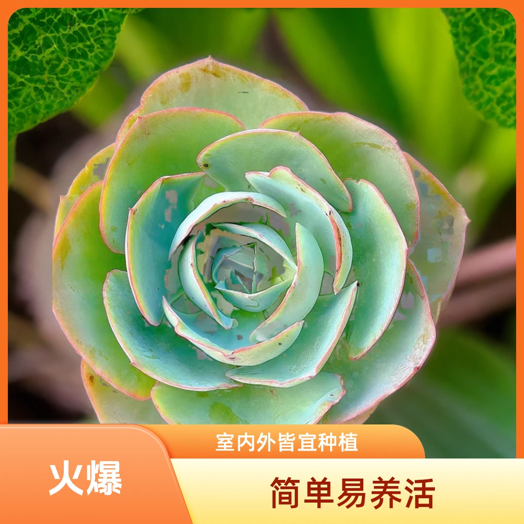 达芬奇密码 小谢多肉一单包邮多肉植物庭院