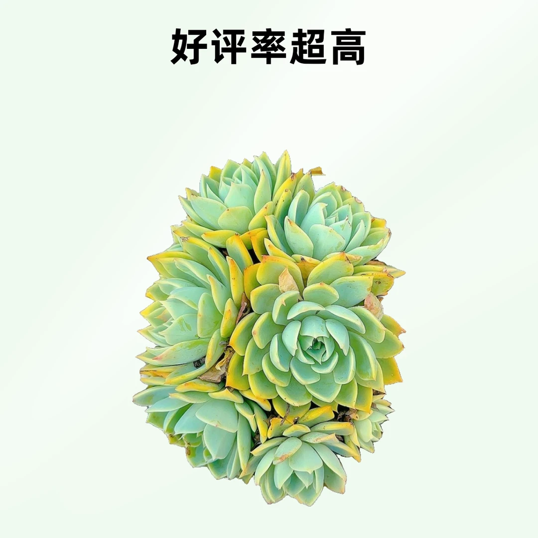 三色景 小谢多肉一单包邮多肉植物庭院空气耐旱上盆种植固定散光