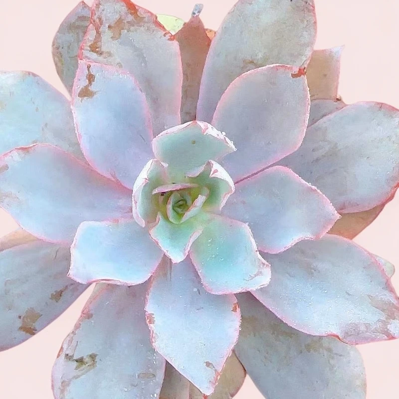 小晚霞小谢多肉上盆多肉植物庭院空气耐旱种植