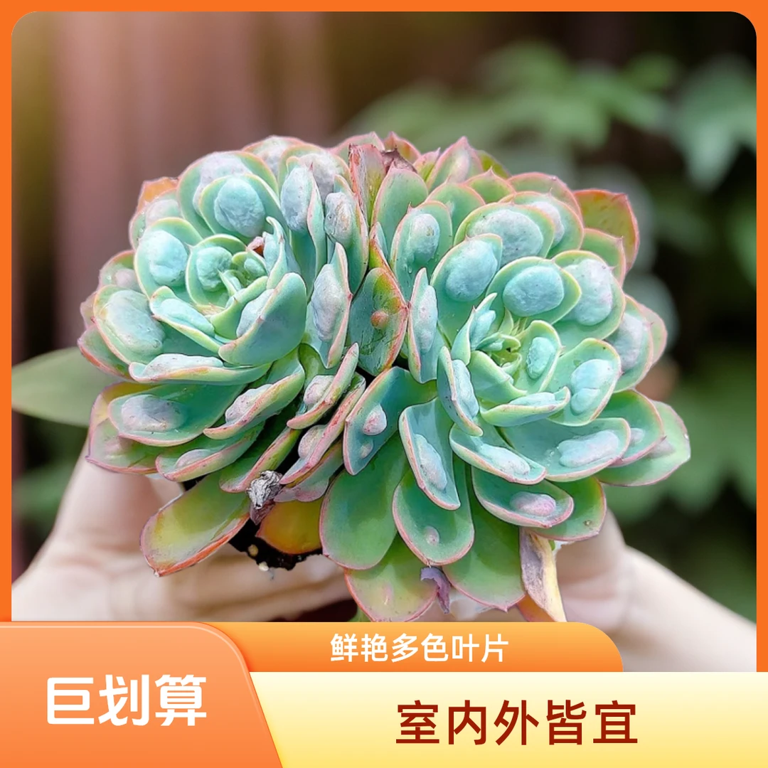 雨滴  小谢多肉植物庭院空气耐旱上盆种植固定