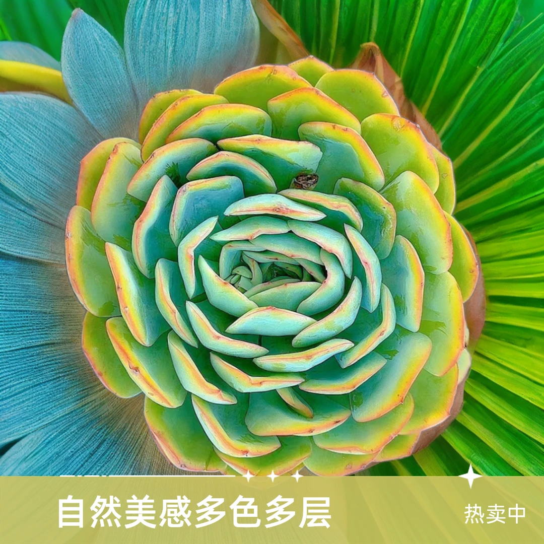大单头晨露  小谢多肉植物庭院空气耐旱上盆种植固定
