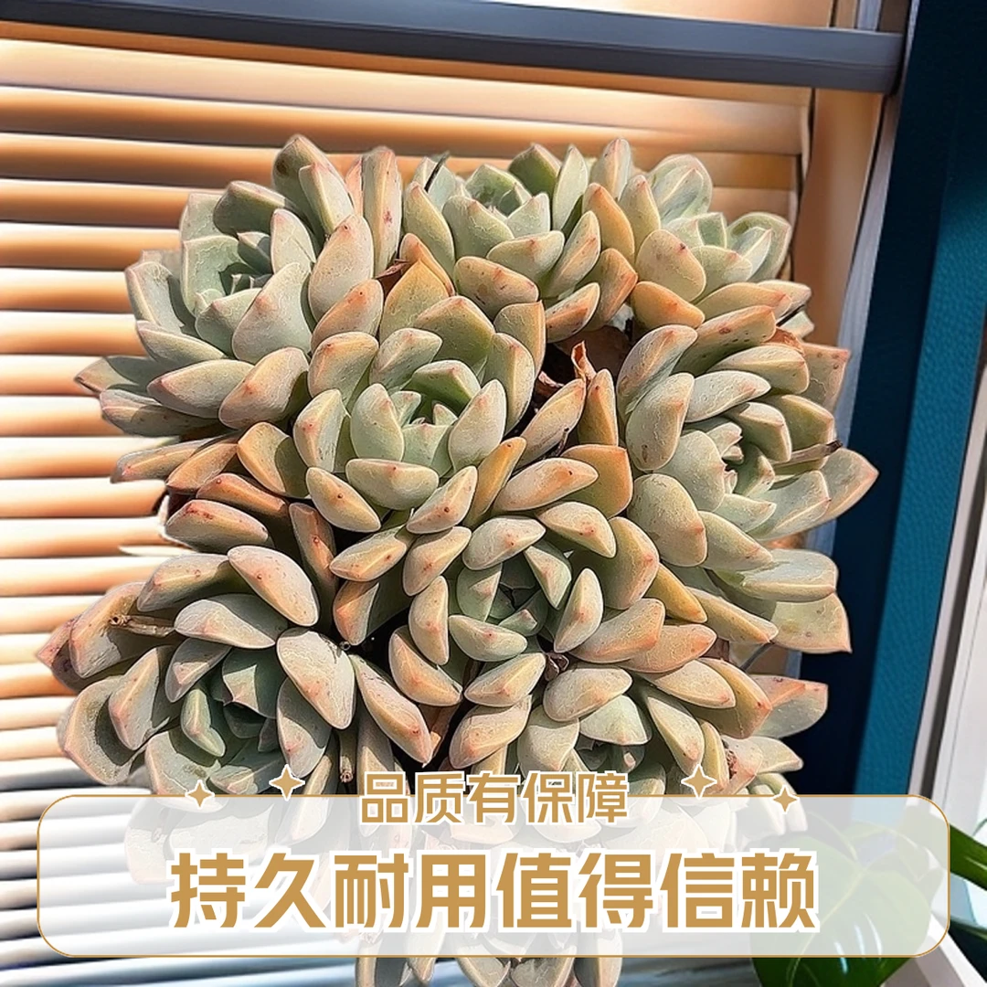 红粉佳人脱土 小谢多肉植物庭院空气上盆种植