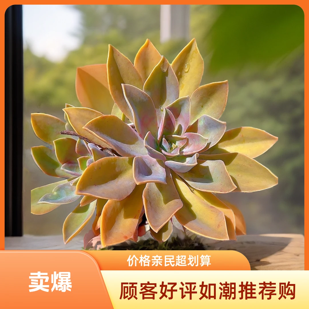 太妃糖  小谢多肉一单包邮多肉植物庭院空气耐旱上盆种植固定散光