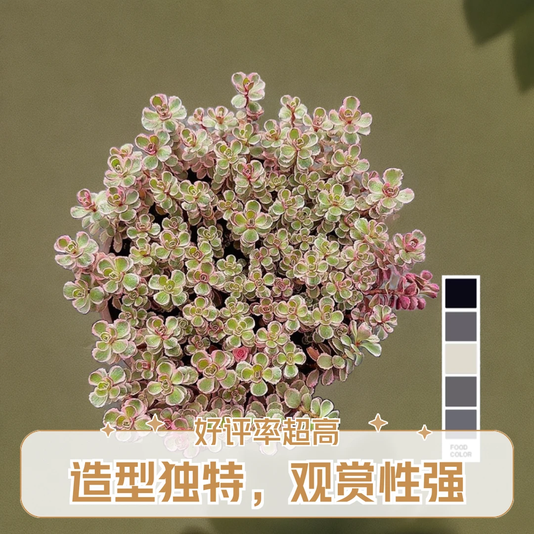 小球玫瑰景  小谢多肉一单包邮多肉植物庭院空气耐旱上盆种植固定