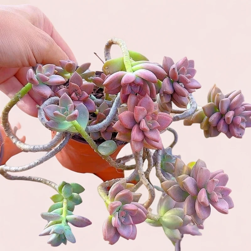 整装姬胧月  小谢多肉植物庭院空气耐旱上盆种植固定