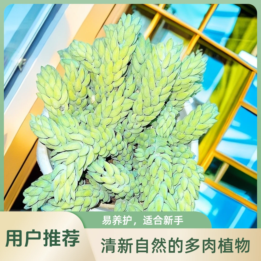 180象牙玉坠 小谢多肉一单包邮多肉植物庭院空气耐旱上盆种植固定