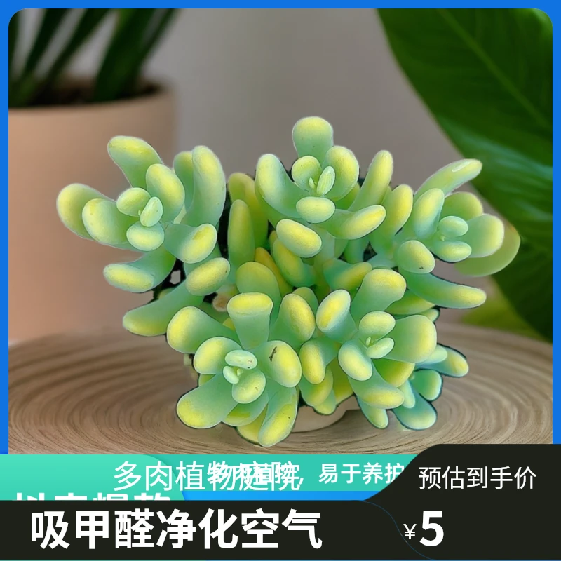 香蕉美人  小谢多肉一单包邮多肉植物庭院空气耐旱上盆种植固定
