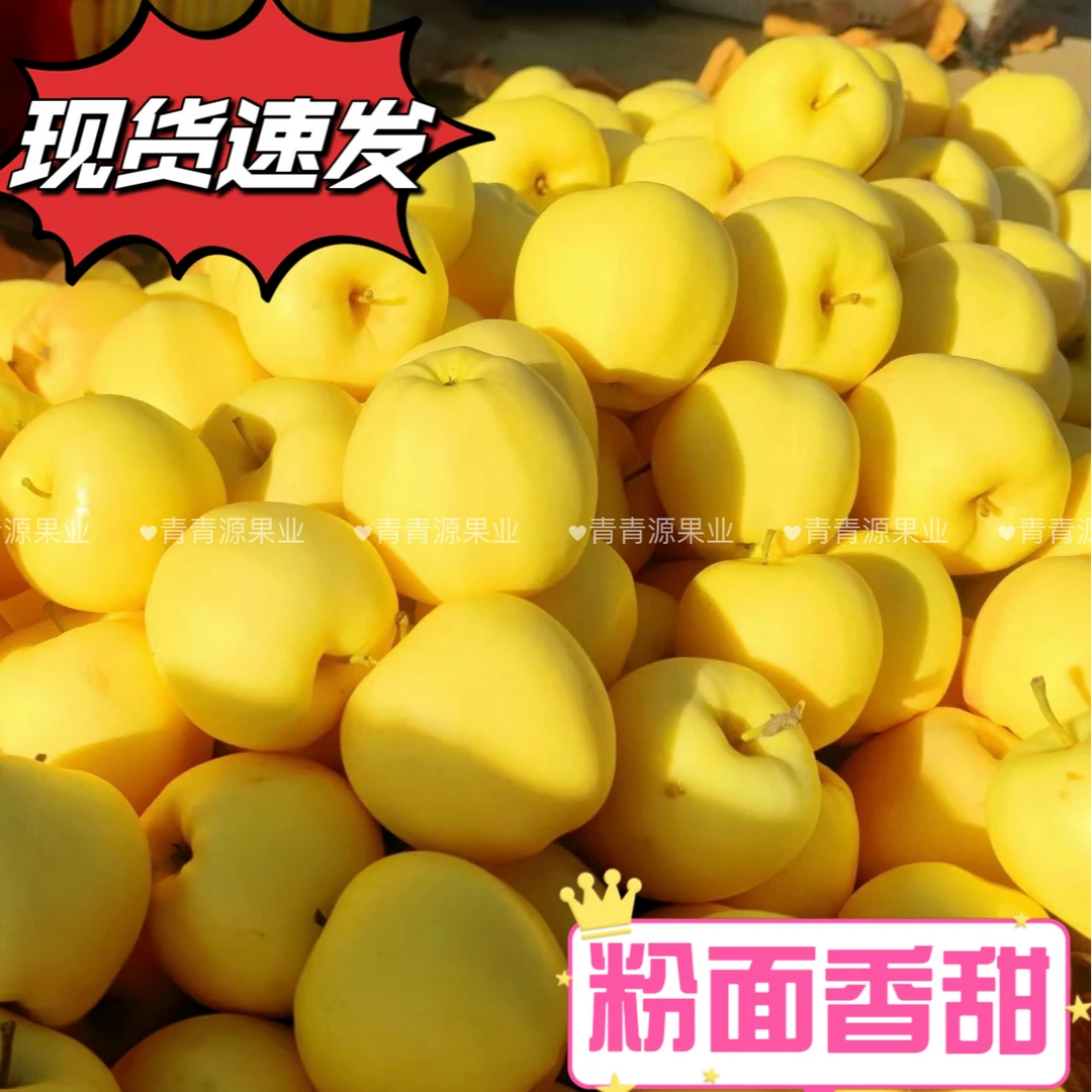 山东烟台正宗黄元帅粉面香甜可刮泥