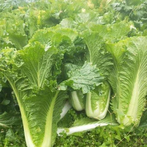 口口香青口白菜好吃长筒青白菜菜叶脆嫩春秋四季青麻叶蔬菜籽