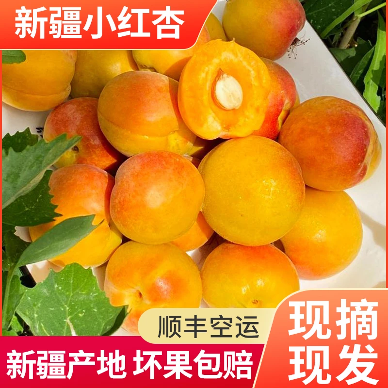 新疆直发阿克苏小红杏新鲜采摘现采现发营养催熟爆汁鲜嫩发货产地