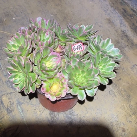 6-198海王朵朵多肉植物