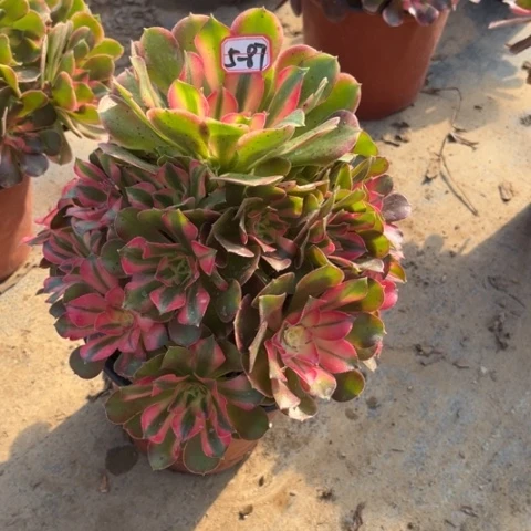 5-87香妃多肉植物