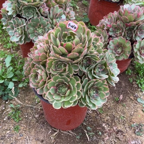 9-164粉花妖多肉植物