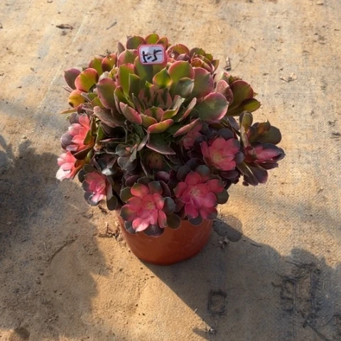 5-5香妃多肉植物