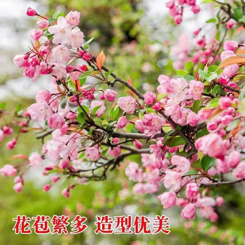 庭院四季垂丝西府海棠树苗重瓣花铁梗长寿冠北美日本南北方盆地栽