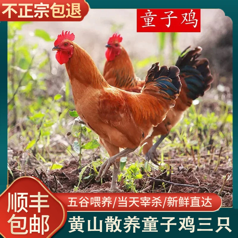 散养童子鸡清蒸爆炒净重4斤顺丰包邮