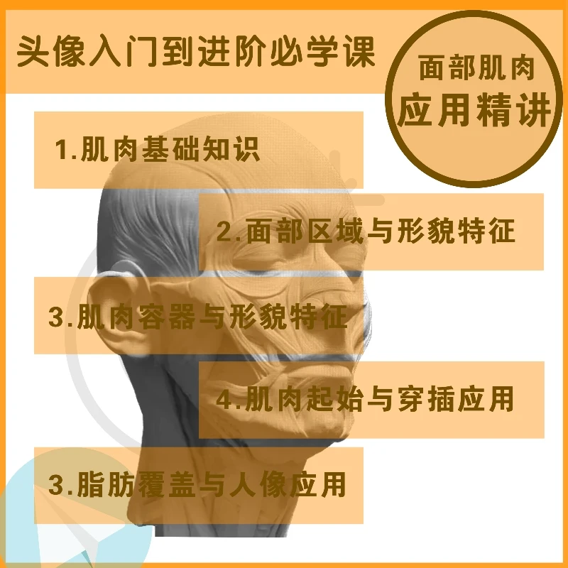 素描人像肌肉精讲课学生晋级课程肌肉讲解纯干货精讲