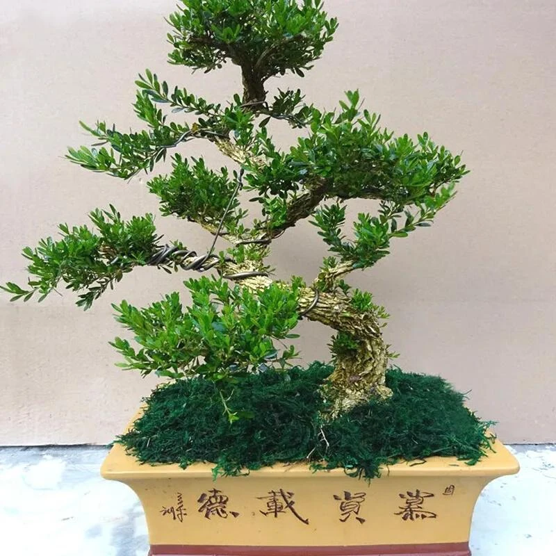 盆景直播间专拍(一物一拍)