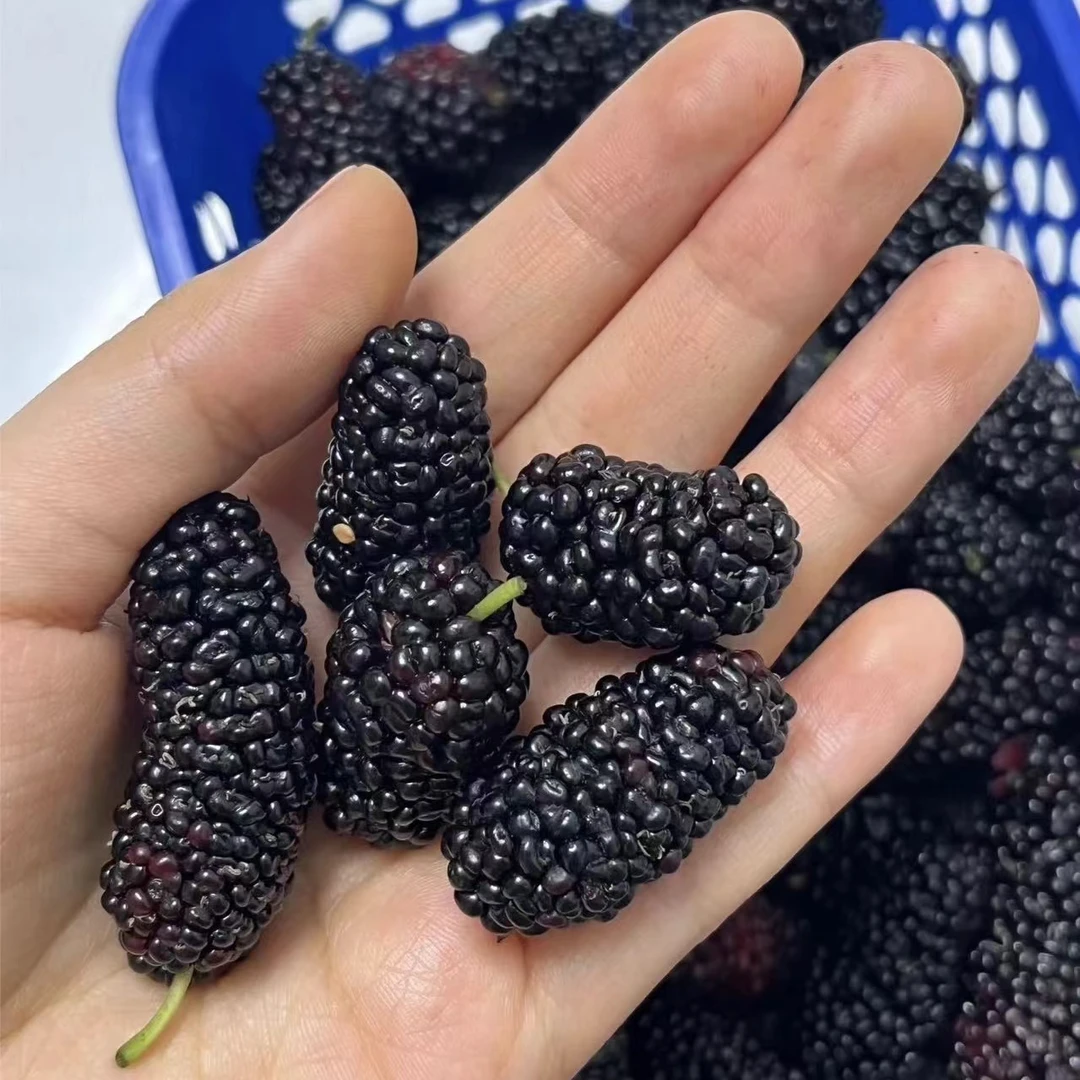 小孙苗木 早熟多汁无籽大十果桑大苗 果树苗裸根现挖现发