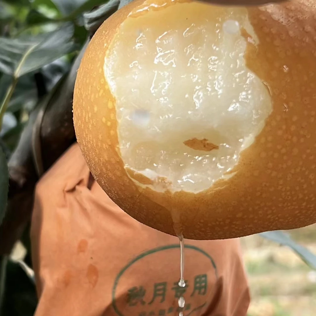 小孙苗木南北方嫁接九月成熟甘甜无渣秋月梨果树苗水果树苗