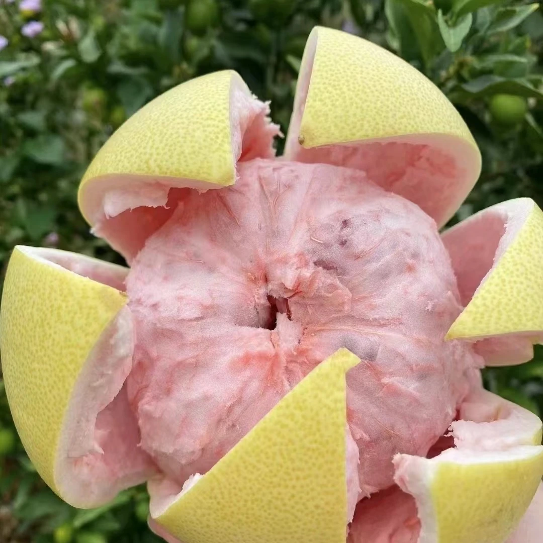 小孙果苗 薄皮甘甜十月成熟大苗三红蜜柚果树苗带土球现挖现发