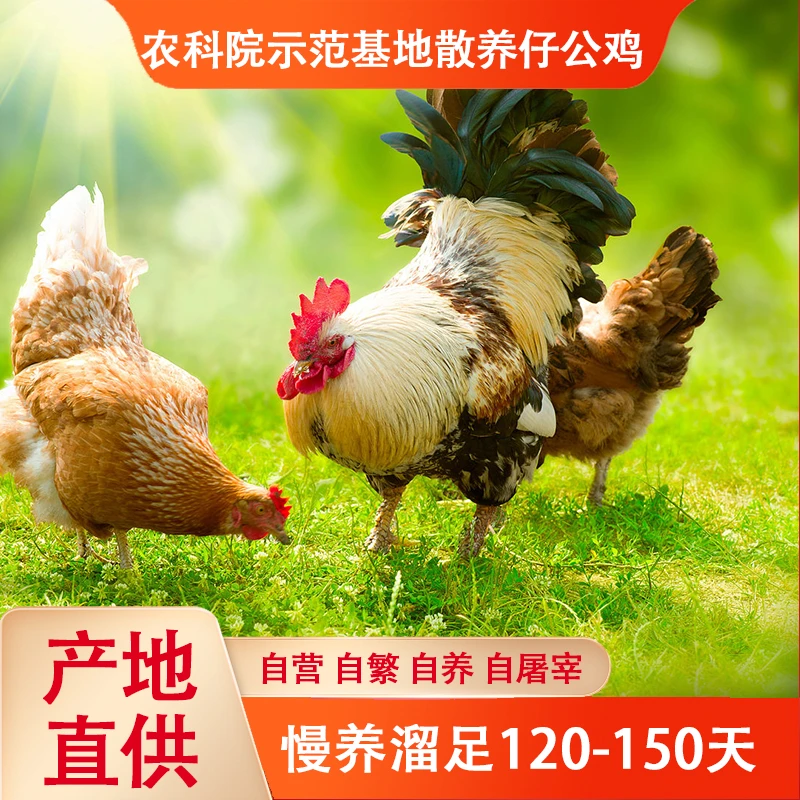 【四只童子鸡】生态散养童子鸡童子鸡芦丁鸡毛重新鲜现杀