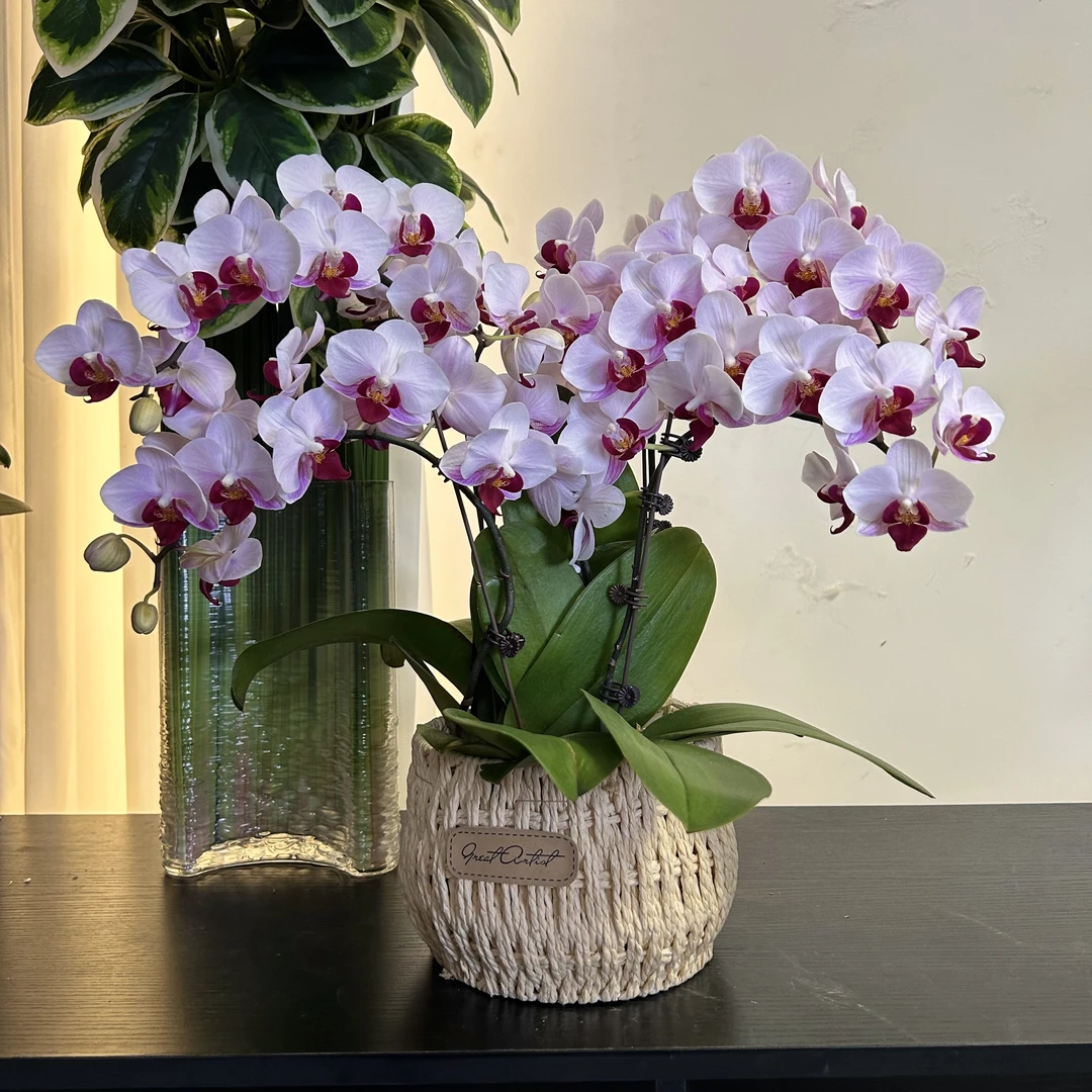 【貂蝉-蝴蝶兰】 轻奢 中式 禅意 绿植盆栽 年宵花44