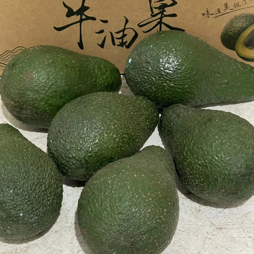 云南哈斯 牛油果 5个分装 大果