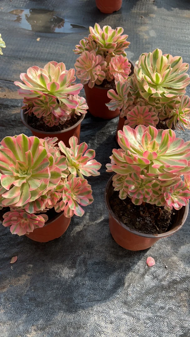 多肉植物 粉女巫一颗 （直播间介绍为准）