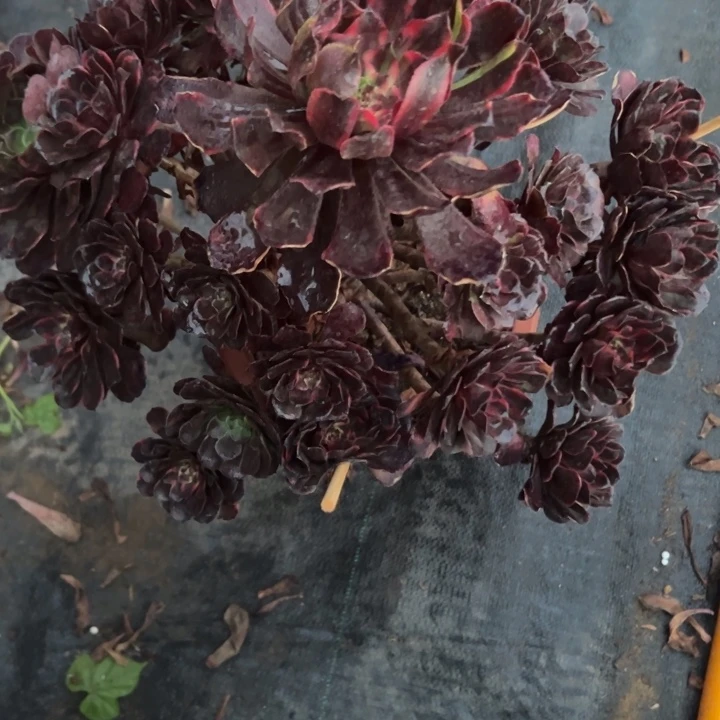 火烧云88米法师多肉系列