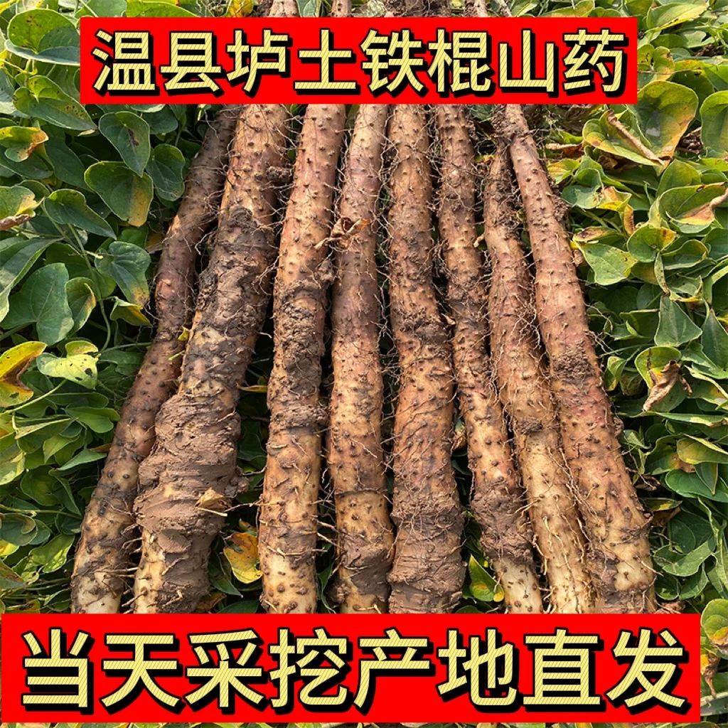 铁棍山药河南焦作温县垆土铁棍山药怀山药粉糯香甜3/5斤产地直发