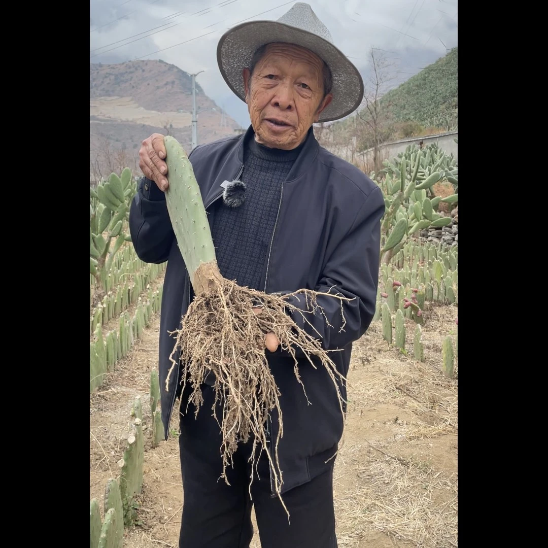 【梨果仙人掌带根种苗】带根系的种植用片 长度高于35CM！！！开花多肉