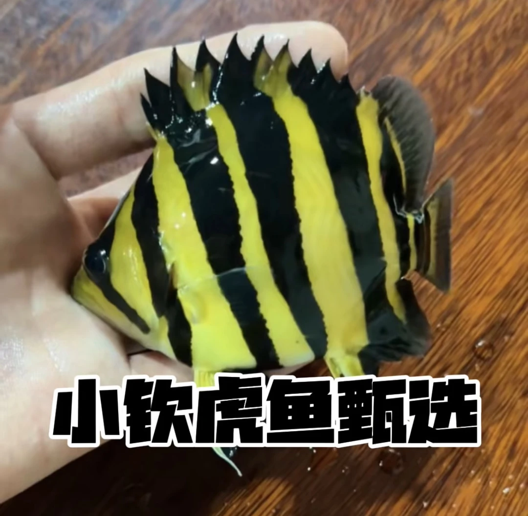 (小钦甄选） 虎鱼品质以及尺寸直播间为准 虎鱼活体观赏鱼