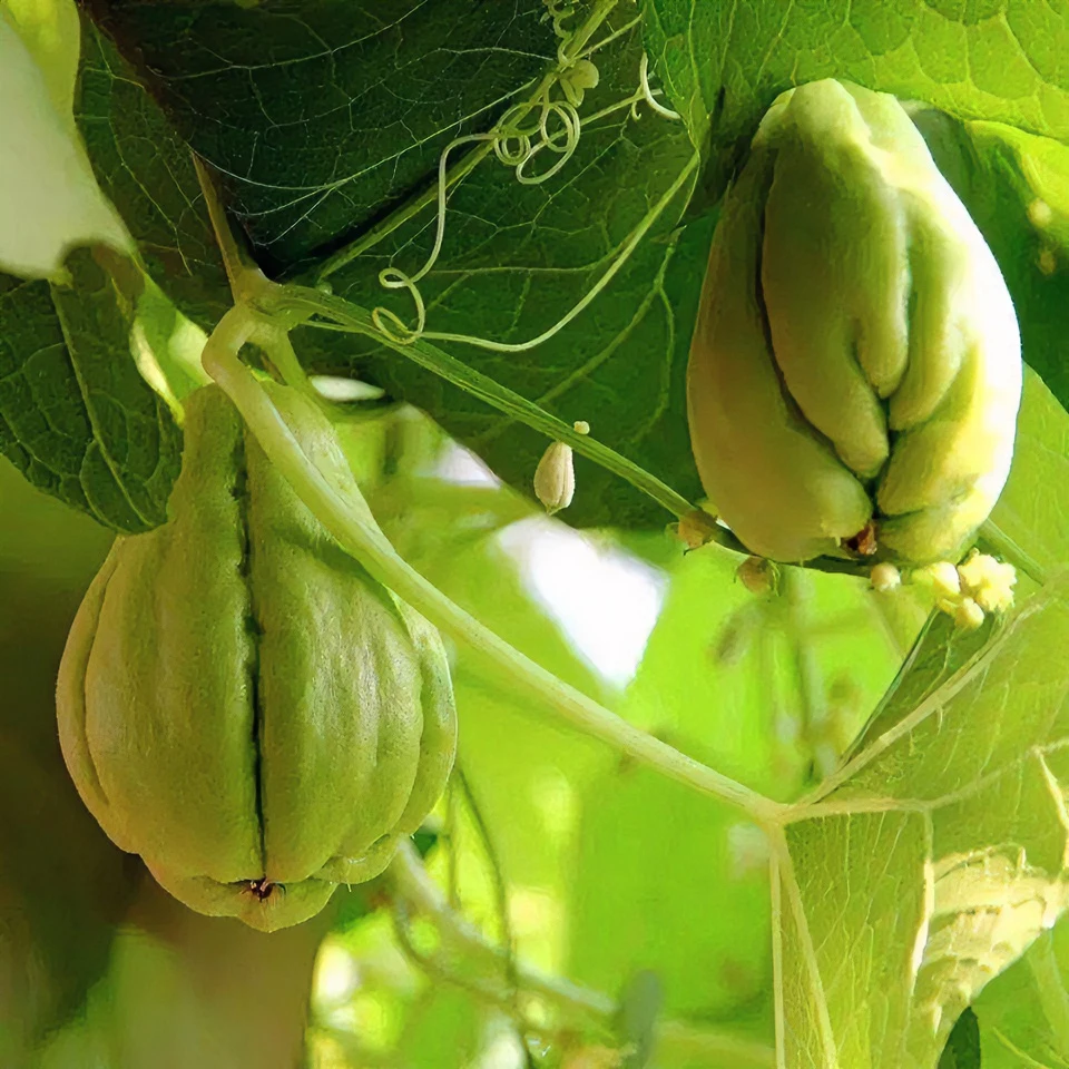云南佛手瓜盆栽绿植阳台佛手瓜带芽头小院爬藤搭架植物春季四季