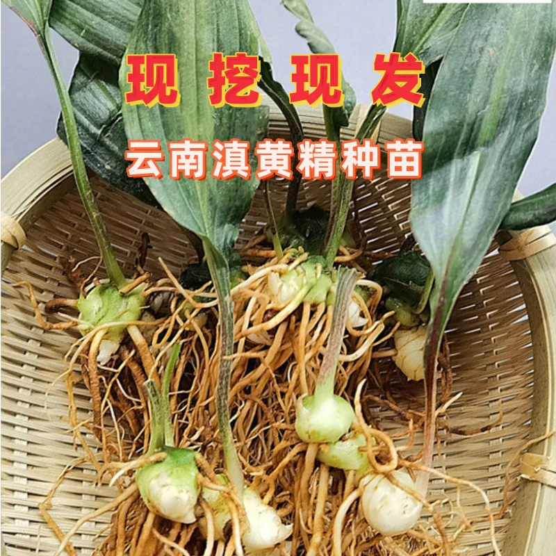 云南滇黄精带苗种球 种苗现挖现发高产量大黄精四季不倒正品保证