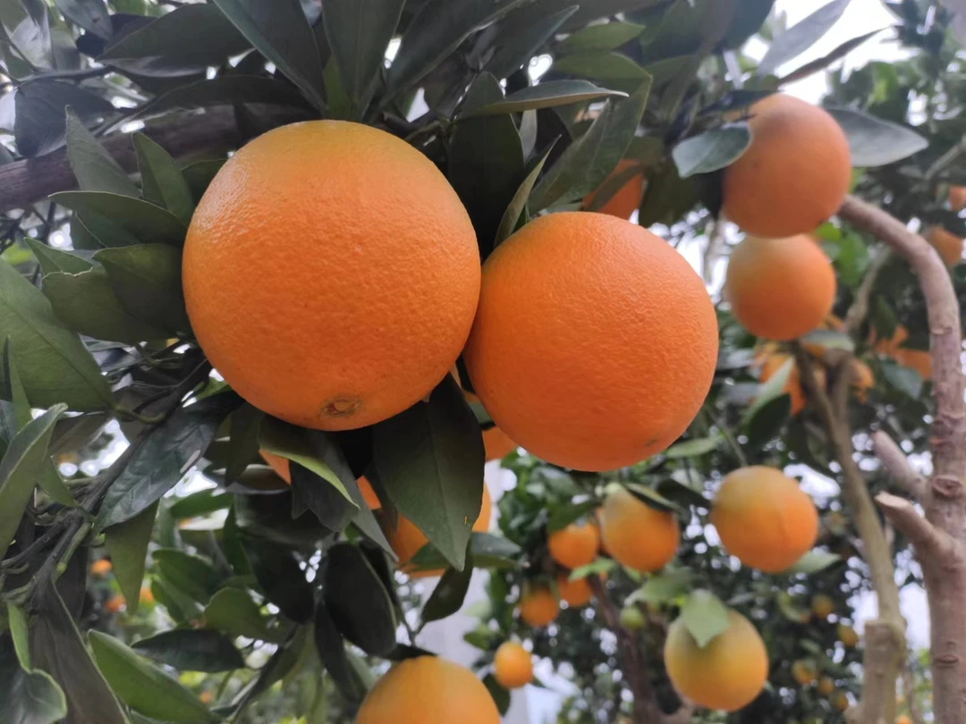 湖北巴东橙子（夏橙）