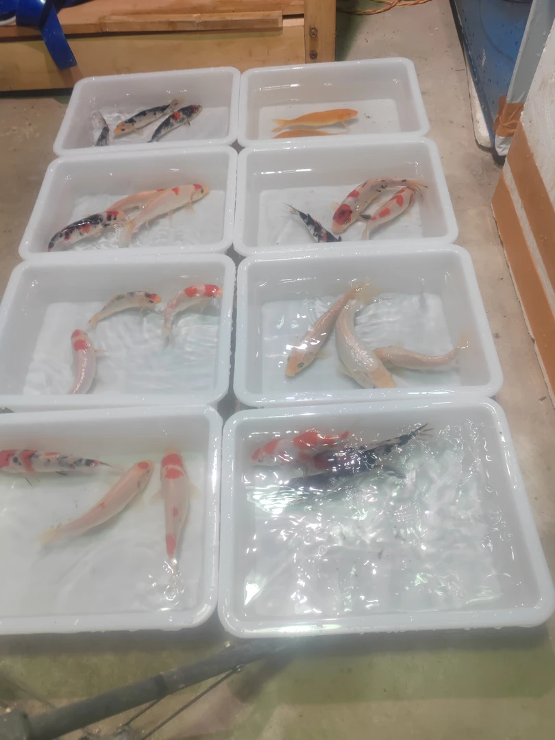 精品小锦鲤淡水鱼