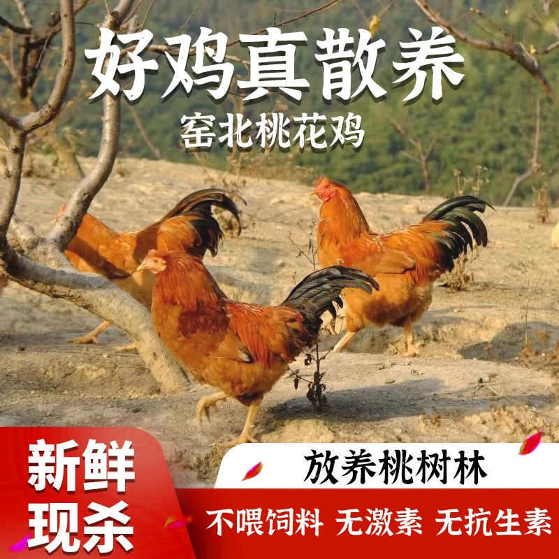 窑北桃花鸡 真散养土鸡
