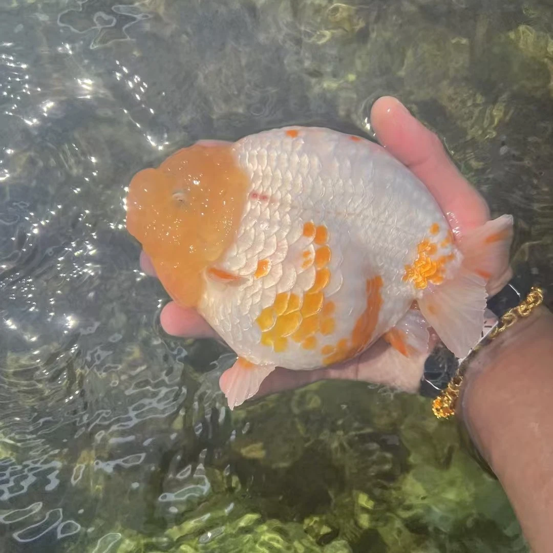 泰国进口原泰金鱼鱼鱼观赏鱼观赏水宠观赏鱼