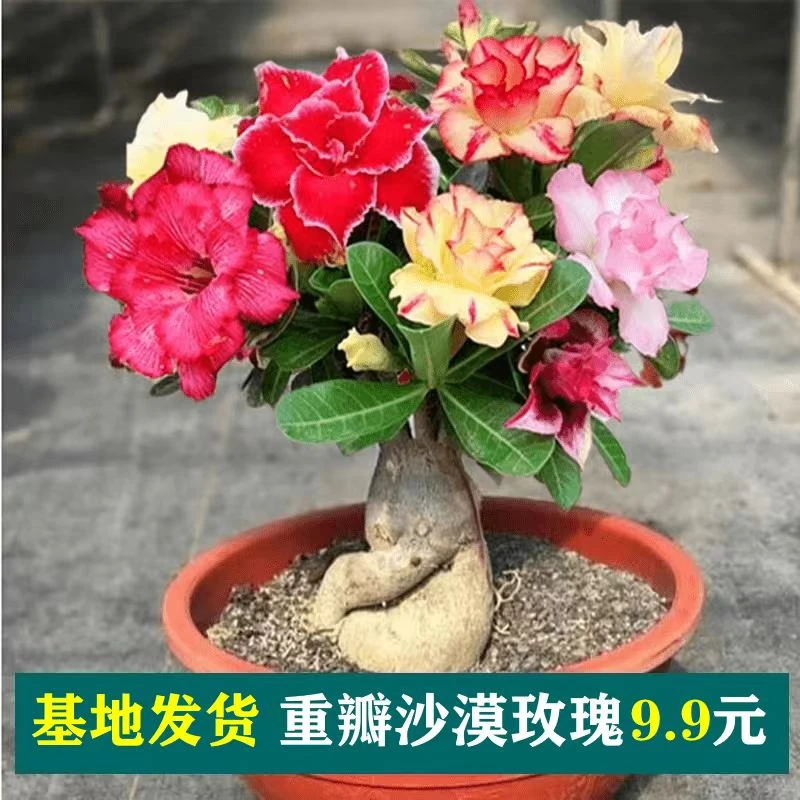 W1【沙漠玫瑰】重瓣多色不带花庭院室内客厅花卉绿植盆栽基好养活