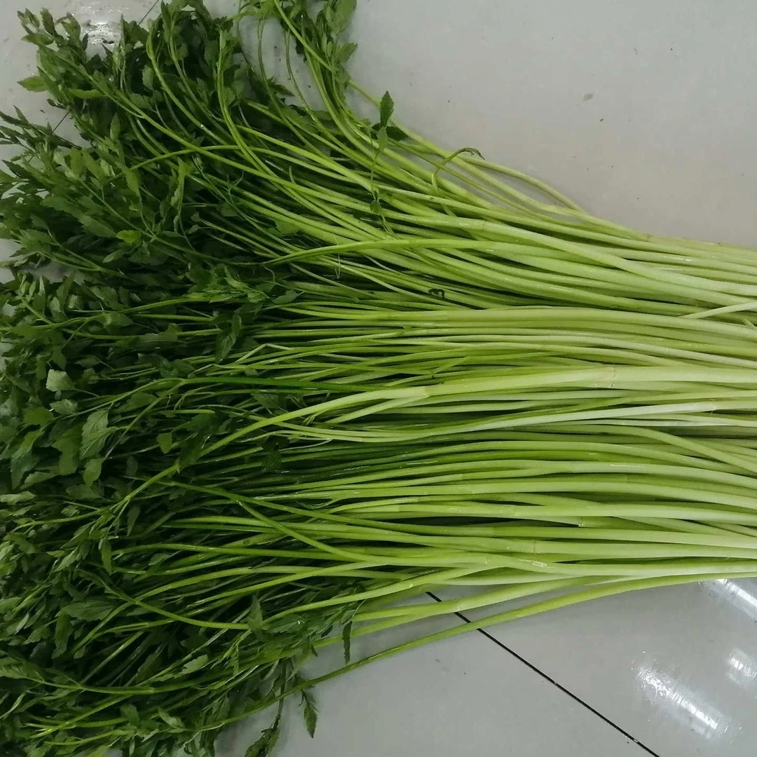 湖北洪湖特色蔬菜水芹菜新鲜野芹菜河芹菜顺丰