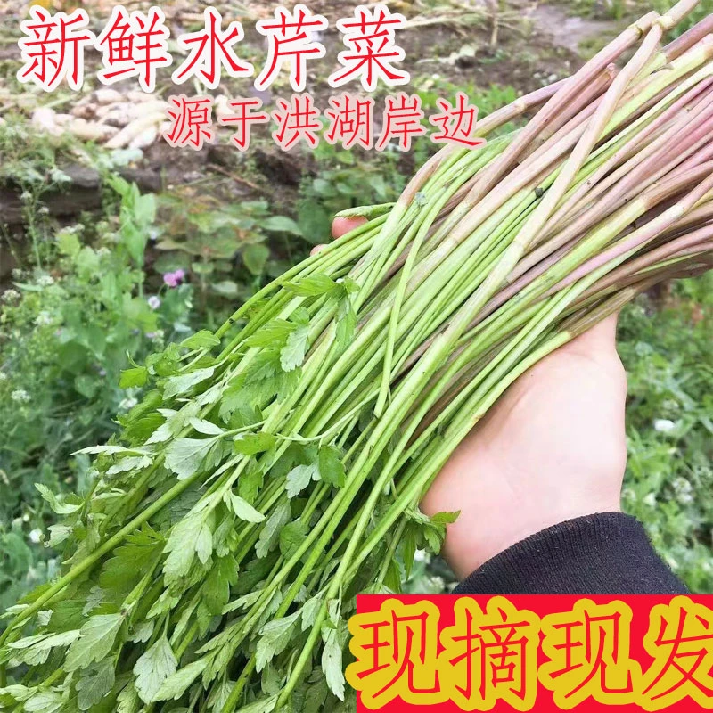 洪湖岸边新鲜水芹菜野芹菜当天新鲜采摘自然生长芹菜1斤3斤4斤