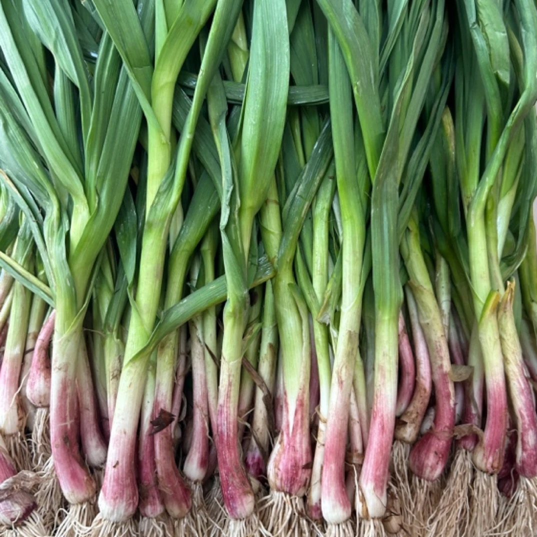湖北特色洪湖红皮蒜苗大葱大蒜苗香大蒜3斤4斤泡沫箱加冰现摘现发