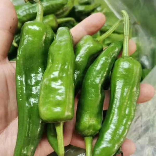 洪湖青椒老品种辣椒辣青椒微辣香辣2斤3斤批发