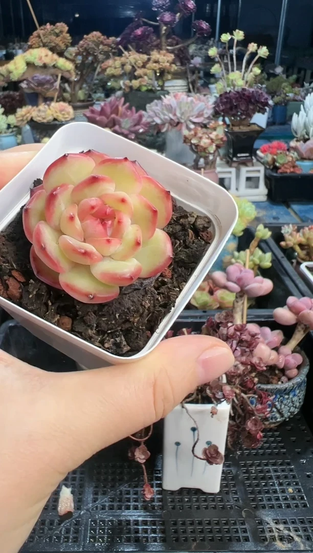 【闪购商品】153不带盆