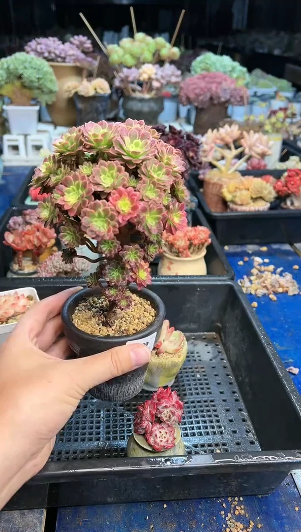 【闪购商品】129不带盆