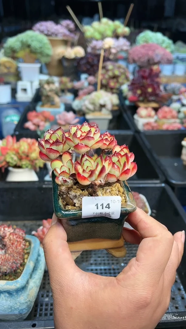 【闪购商品】114不带盆