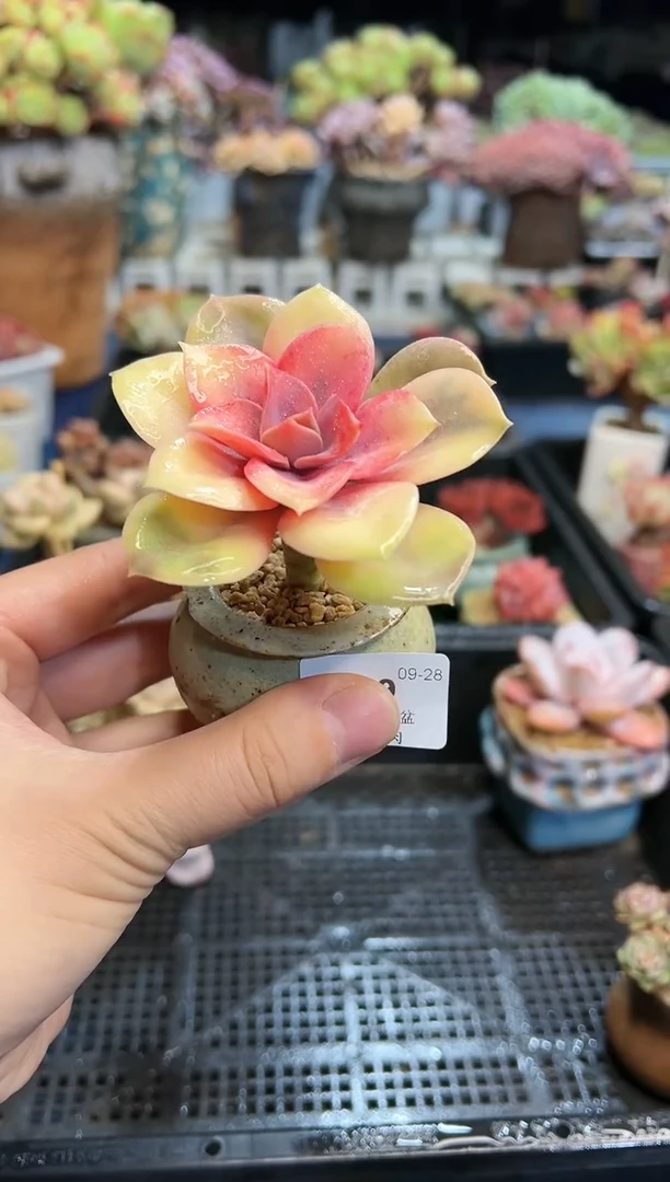 【闪购商品】459不带盆