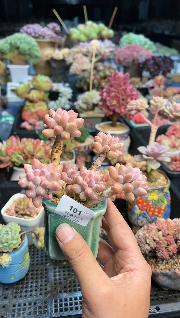 【闪购商品】101不带盆